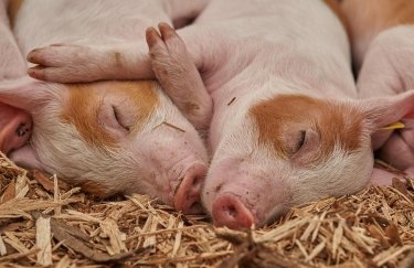 Ціни на свинину зростають із початком шашличного сезону – "Свинари України"