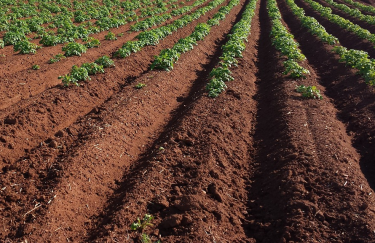 Українські аграрії прогнозують дефіцит насіннєвої картоплі
