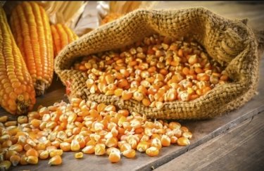 Українська кукурудза втрачає цінову конкурентоспроможність кукурудза