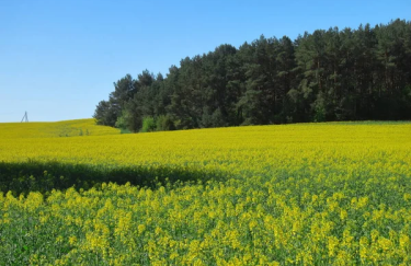 Аграрії трьох областей України завершили сівбу озимого ріпаку