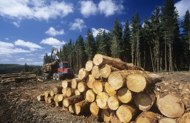 Законопроект "О рынке древесины" нуждается в доработке, - нардеп