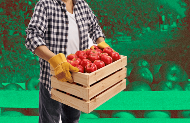 Яблочный сезон-2023/24: каким будет урожай яблок и цены на них в этом году