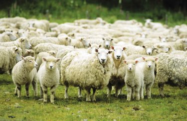 На Херсонщине решили возродить овцеводство