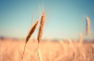 Пшеница, поле