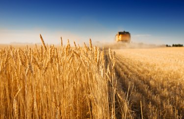 урожай пшениці, світове виробництво пшениці