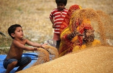 Пшеница в Индии. Фото: agricorner.com