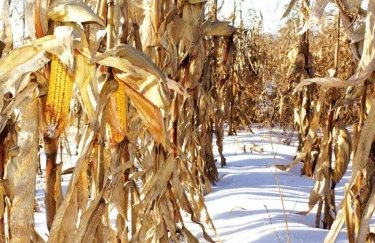 В Харьковской области осталось зимовать в полях почти 70% кукурузы