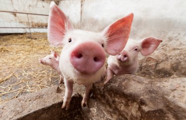 Крупнейший производитель свинины заработал практически 890 млн грн