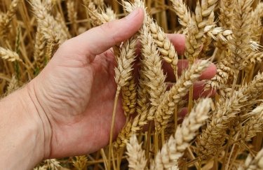 Цены на пшеницу повысились на фоне эскалации напряженности в Черном море