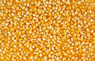 Украина за 5 месяцев экспортировала рекордный объем кукурузы в Турцию