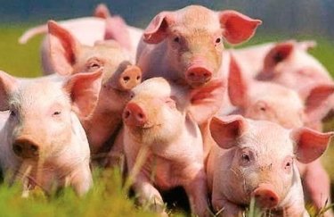 Крупный производитель свинины покупает актив "Кернела"