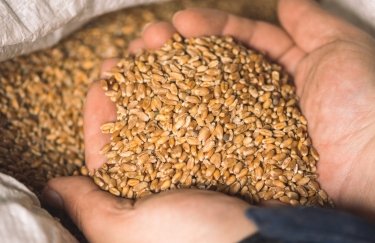 Єврокомісія продовжила заборону на імпорт українського зерна до п’яти країн ЄС, - ЗМІ