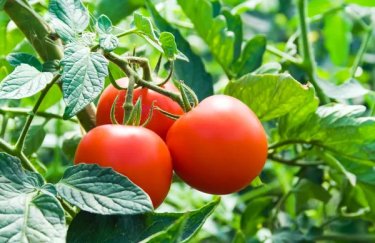В Украине рухнули цены на тепличные томаты