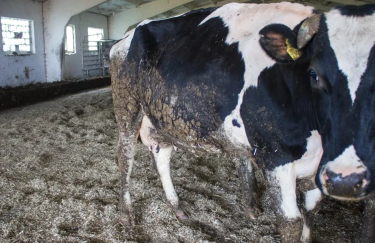 На Луганщині окупанти змушують фермерів продавати молоко за безцінь