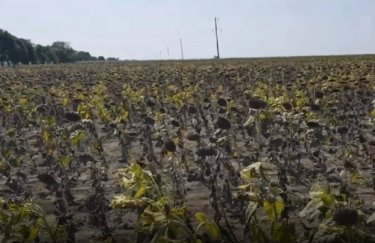 В Одесской области гибнет урожай подсолнечника (ВИДЕО)