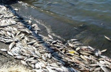 Через підрив Каховської ГЕС у водоймах Миколаївщини зростає ризик загибелі риби