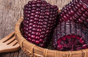 В Украине вывели новый сорт сладкой кукурузы