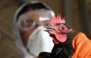 Единичный случай птичьего гриппа в Украине закрыл рынок ЕС. Фото: naked-science.ru