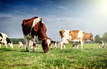 Минагрополитики возобновит дотации фермерам на землю и за содержание скота