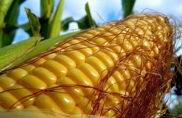Из-за ГМО Китай отказывается от кукурузы из США в пользу украинской