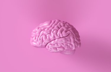 Как и из чего можно сделать модель головного мозга в натуральную величину?