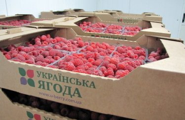 ООО "Украинская ягода". Фото: zhitomir.info ООО «Украинская ягода»