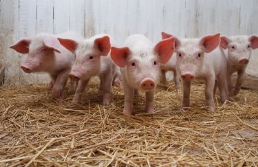 Крупный производитель свинины получит $12,5 млн от международной финансовой корпорации