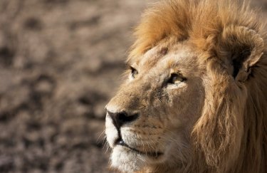 По-царски: Чему мы можем научиться у львов