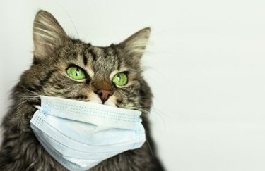 Кошка в маске. Фото: РИА Новости