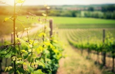 Ручная обработка лозы и сбор винограда — "Таврия" меняет модель виноградарства