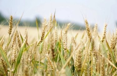 Посевные площади под яровой пшеницей в Украине достигнут нового рекорда