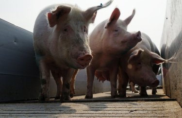 Россия оспорит в ВТО претензии ЕС по поставкам свинины