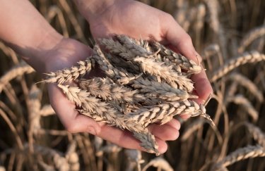 Цены на пшеницу побили 14-летний рекорд