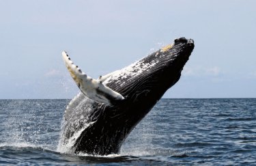 Япония возобновит китобойный промысел впервые за 30 лет