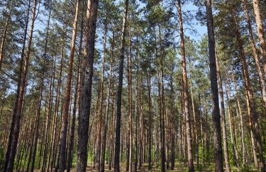 В Ровенской области запретили посещать леса