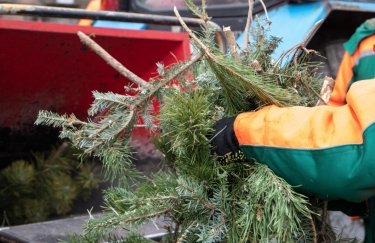 В Киеве открылись 44 пункта приема новогодних елок