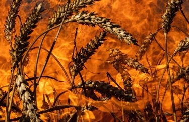 Урожай зерна в Україні може скоротитися вдвічі, - Зеленський