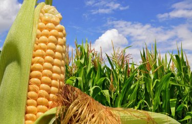Украина вытесняет США с китайского рынка кукурузы