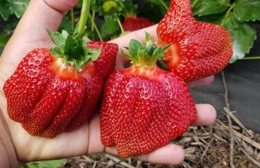 Украинская ягода начала активно вытеснять с рынка импортную