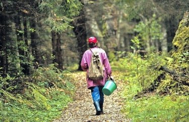 Киевская область, лес, прогулка лесом, собирает грибы