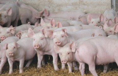Цены на свинину продолжают падение