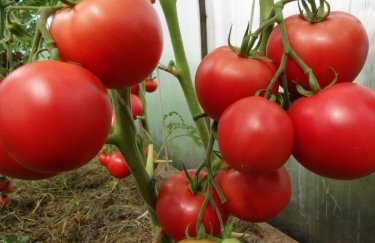 Сколько стоят украинские тепличные помидоры