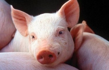 Цены на живых свиней в Украине приостановили падение