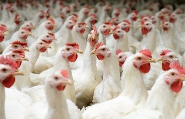 Украина отправила на экспорт в 2018 году на 21,6% больше курятины