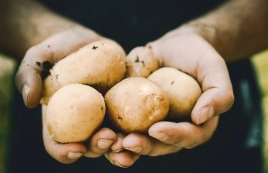 Какие гербициды применяются в посевах картофеля?