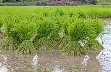 Рис, поле риса