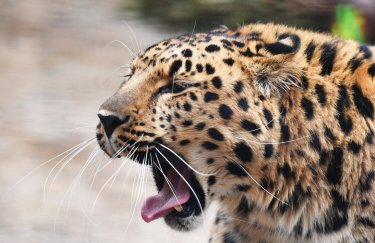 В Индии леопард напал на людей (видео)