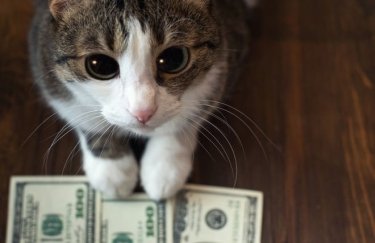 Минфин решил не размещать валютные ОВГЗ в 4 квартале: Где искать альтернативу для вложений