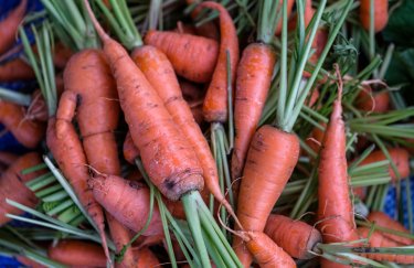 В Украине подорожала морковь: какие цены