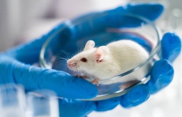 Ученые успешно испытали вакцину от ВИЧ на животных